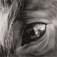 small icon of horse eye